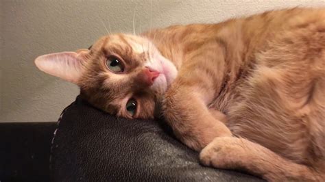 Female Orange Tabby Cat