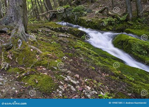 Moss And Stream Stock Image Image Of Water Ferns Nature 19987385