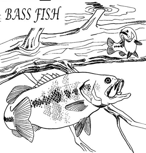Bass Fish Coloring Pages To Print Coloring Pages