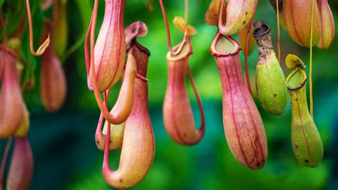 15 Types Of Pitcher Plants And How You Can Take Care Of Them