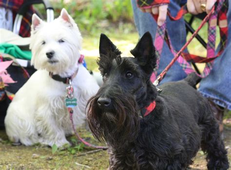 Out And Aboutdoor County Scottie Rally Scottie Dog Scottie Cool Pets