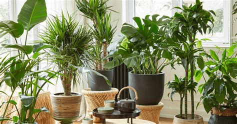 12 Tall Indoor Plants To Create A Jungle Look Or Make A Statement