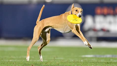 Dog Sets Frisbee Catch World Record During Halftime Of Orlando Apollos