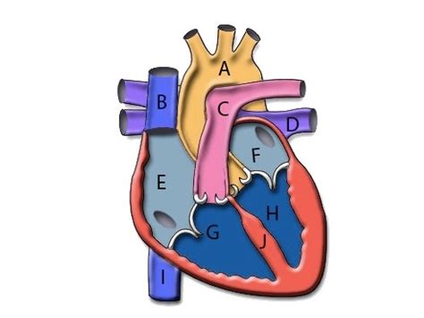 The Human Heart Science Biology Anatomy Showme