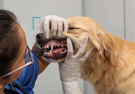 How Can I Get Plaque Off My Dogs Teeth Ultimate Guide