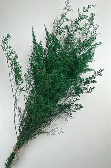 Preserved Caspia Green Dried Flower Arrangement Rustic Etsy