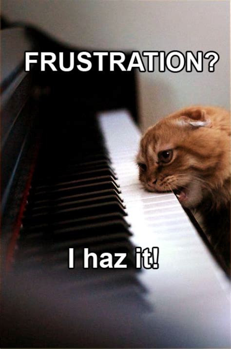 Frustration Cat I Haz It