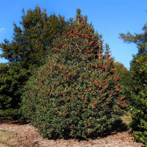 Red Holly Trees For Sale