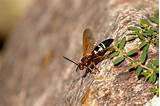 Whereas the asian giant hornets. 'Cicada Killer' wasps | Annandale Advocate