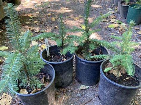 Noble Fir Tree Seedlings For Sale In Puyallup Wa Offerup