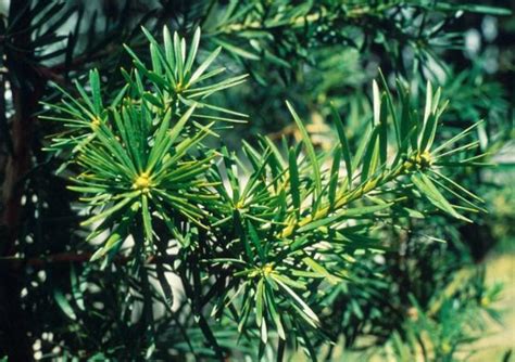 We did not find results for: Podocarpus Fern Pine hedge...do not plant against a wall ...
