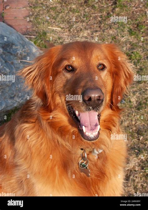 Faithful Golden Retriever Hi Res Stock Photography And Images Alamy