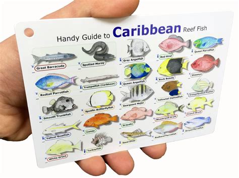 Divelogs Caribbean Reef Fish Id Card