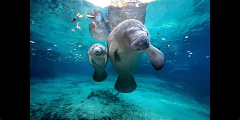 Here are several places to witness the beauty of these gentle sea cows, from natural springs to viewing centers. Record Breaking Number Of Manatees Have Died In Florida In ...