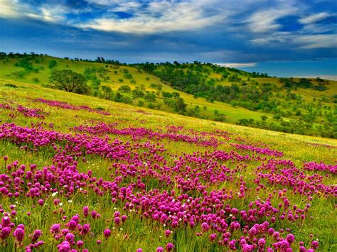 Nature Summer Meadow Landscape With Violet Flowers Forest Green Hills