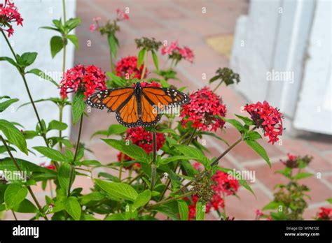 A Monarch Butterfly Dances On The Red Blooms In The Homes Patio Garden