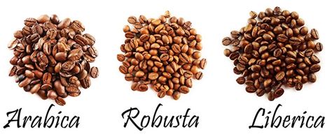 How Many Types Of Coffee Beans And Their Characteristics