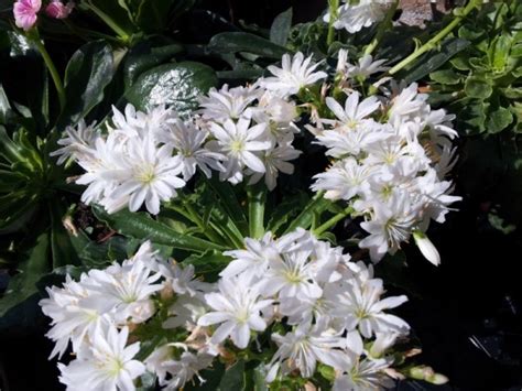 Arbusto dai fiorellini bianchi molto adatto per creare siepi; Lewisia coltivazione