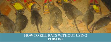 Find Best 10 Ways How To Kill Rats Zoological World