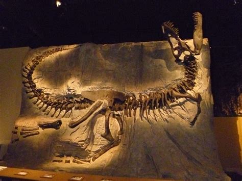 Black Beauty A Tyrannosaurus Rex Fossil Minerals Stained The Bones