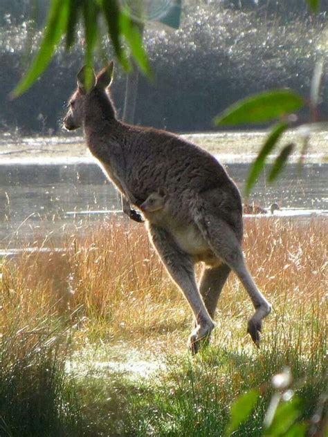 Kangaroos Kangaroos Pinterest Kangaroos