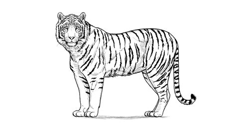 Easy Pencil Drawings Of Tigers Gif