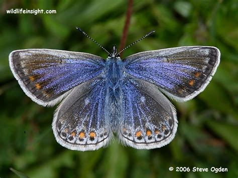 Common Blue Butterfly Caterpillar