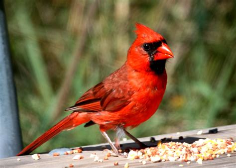 Northern Cardinal Cardinalis Cardinalis Kensington Park Flickr