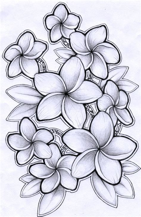 Template Flor Hawaiana Dibujo Tatuaje Plumeria C Mo Dibujar Cosas