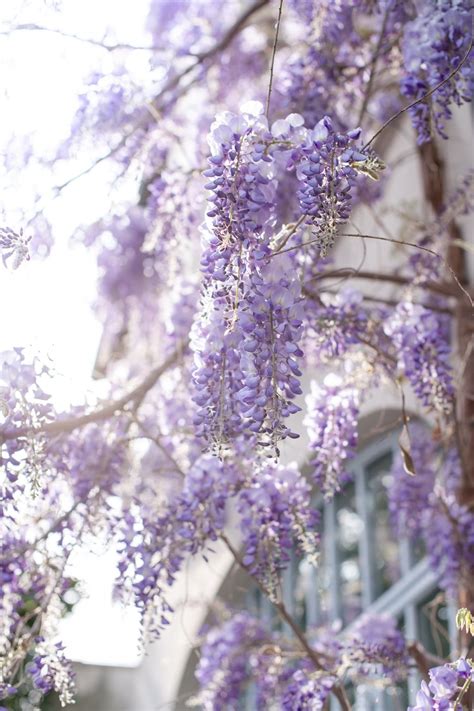 Purple Flowers In Tilt Shift Lens Photo Free Lilac Image On Unsplash