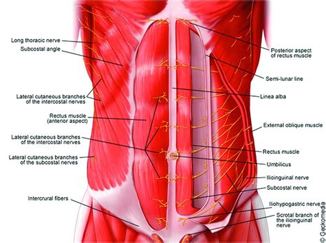 Muscles Of The Chest Abdomen Abdominal Muscle Strain Stomach Pain