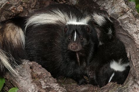 Fungal compound deodorizes skunk smell. Skunk Removal & Control - Getting Rid of Skunks