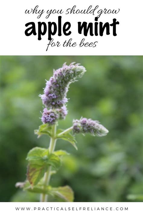 Plant Apple Mint For The Bees Apple Mint Types Of Mint Plants Mint