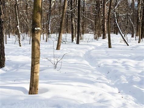 Snow Covered Path In Deep Snow In City Park Stock Image Image Of