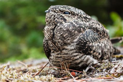 Predator Prey Relationship - Examples