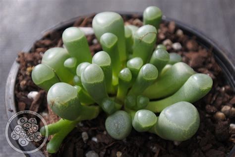 Fenestraria Aurantiaca “baby Toes Succulents Australia Sales
