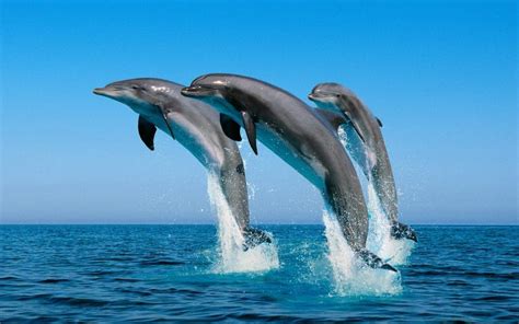 Hd Bottlenose Dolphins Wallpaper Download Free 17608