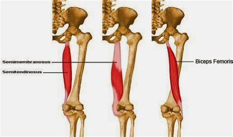 Hamstring tendon harvest the harvesting of semitendinosus and gracilis is still met with certain anxiety by many surgeons, as it is essentially a closed, blind procedure involving the introduction of a tendon posterior thigh compartment | hamstrings origins, insertions, etc. Rachel Hubbard Fitness: Stretch - Hamstrings