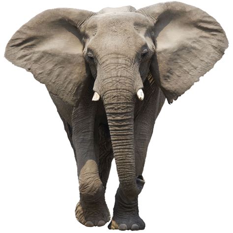 Download Elephant Walking Png Image For Free