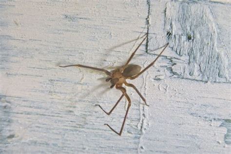 Baby Brown Recluse Spider How To Identify Is It Dange