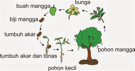 Tolong kasih tau diagram tentang daur hidup mangga ! - Brainly.co.id