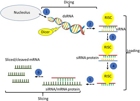 Ijms Free Full Text Tuning Beforehand A Foresight On Rna