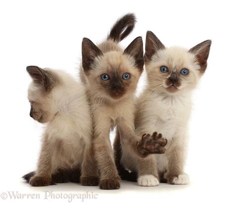 Three Siamese X Ragdoll Kittens 7 Weeks Old Photo Wp46842