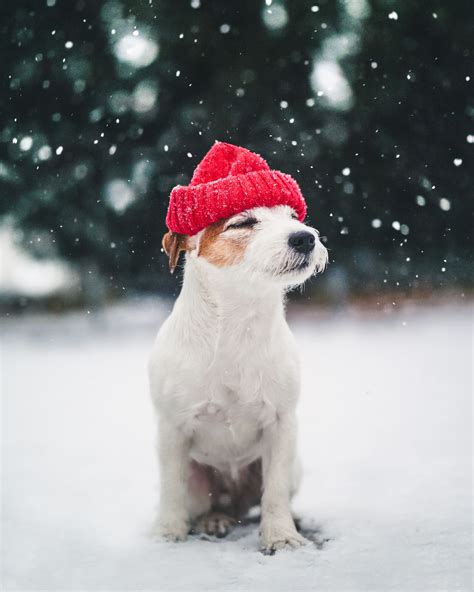 Cutest Doggo Enjoying The Winter Snowy Weather Cutest Jrt Puppy