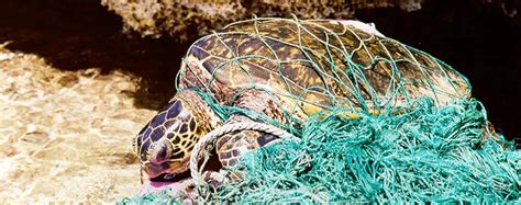 Ten Things You Should Know About Marine Debris