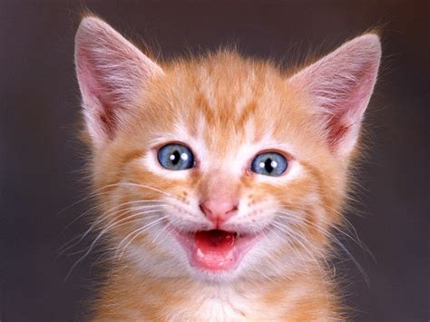 Photo of the Day: Happy Cat | PhotosDaily.com