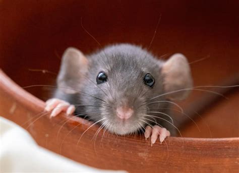 How Long Do Rats Live Petmd