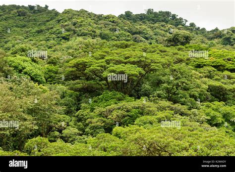 Lush Rainforest Canopy Monteverde Costa Rica Stock Photo Alamy