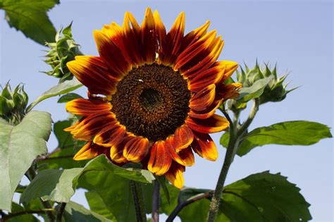 Genetic Advances Hold New Promise For Sunflowers Profitable Future Kcur