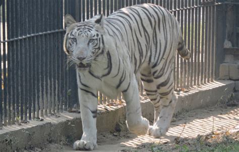 Delhi Zoos White Tiger Continues To Be The Star Attraction